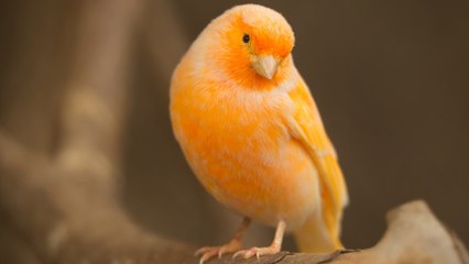 ¿Los canarios cuando están tristes dejan de cantar?