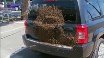 Miles de abejas cubren la parte trasera de un coche en Australia