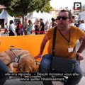 Martigues : un non-voyant et son chien priés de quitter un restaurant