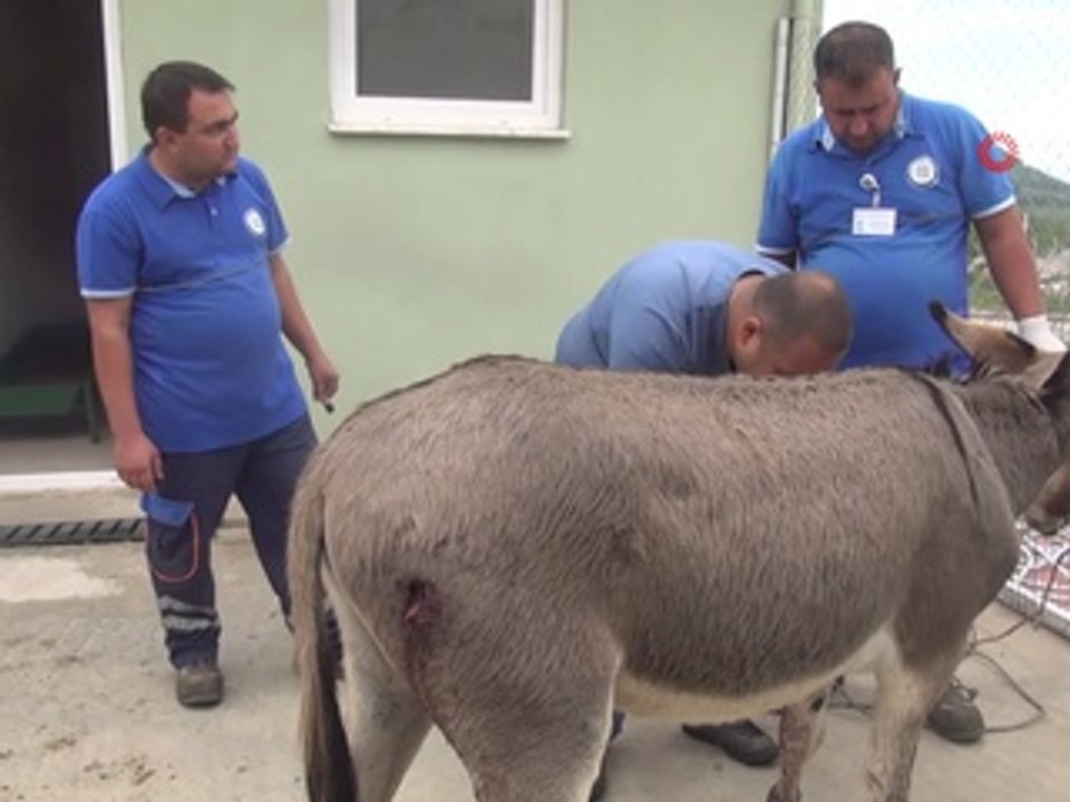 Eşeği tüfekle vurdular