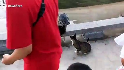 Seal rolls away after being 'punched' by a cat twice at Chinese aquarium