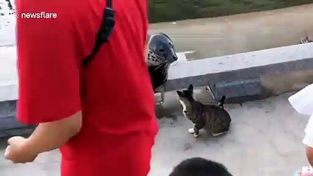 Seal rolls away after being 'punched' by a cat twice at Chinese aquarium