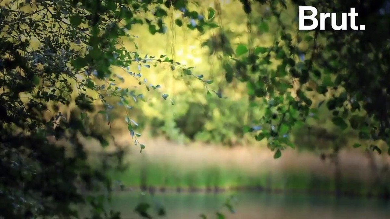 En immersion au cœur de la forêt de Rambouillet pour écouter le célèbre brame du cerf