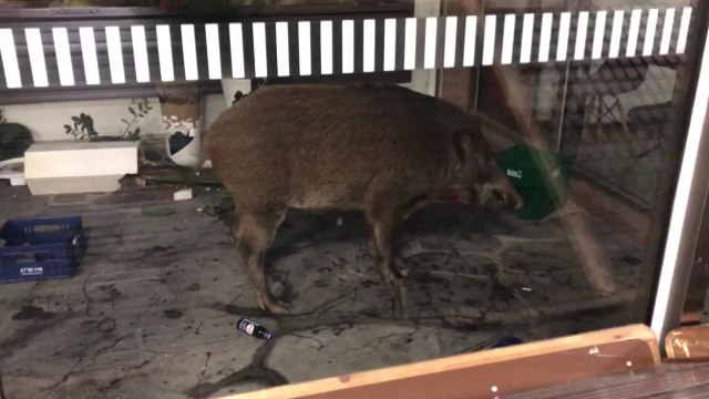 성남 도심 지하주차장에 멧돼지 출몰 / YTN