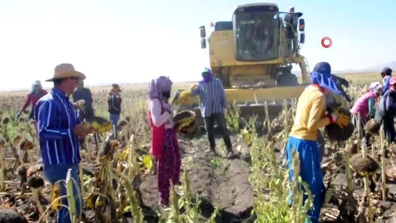 Bulanık'ta ayçiçeği hasadı