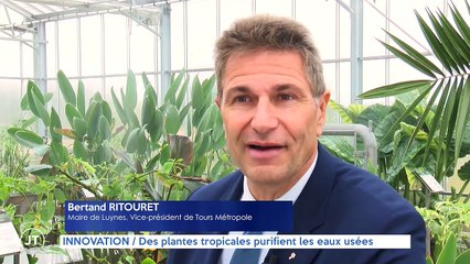 INNOVATION  Des plantes tropicales purifient les eaux usées