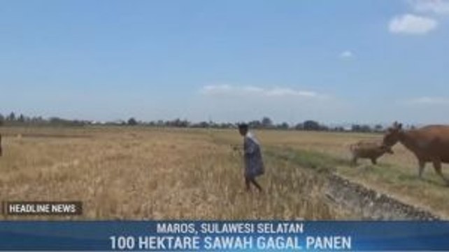 100 Hektare Tanaman Padi di Maros Gagal Panen