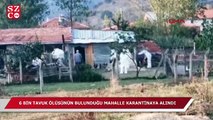 6 bin tavuk ölüsünün bulunduğu mahalle karantinaya alındı