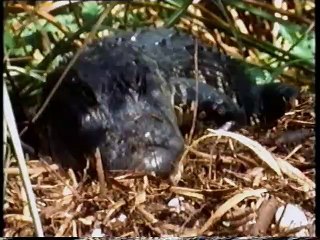 The Family Life of Animals: The Adventures of Childrearing (1998 UK VHS)