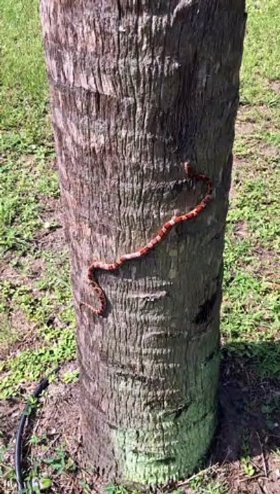 Skilled Snake Scales a Tree