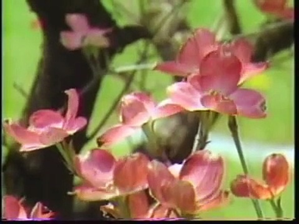 Pentru Aceasta Cauza - Documntal crestin