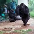 Non, les gorilles n'aiment pas la pluie, la preuve