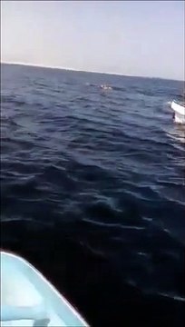 Des touristes croisent des chameaux en train de nager en pleine mer !