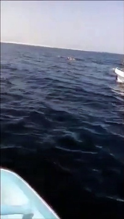 Des touristes croisent des chameaux en train de nager en pleine mer !