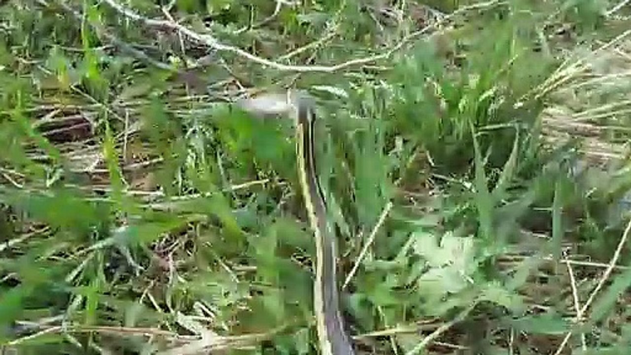 Ce petit serpent est venu voler le poisson peché par cet enfant