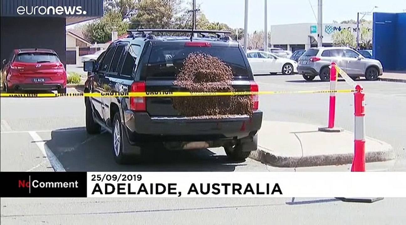 Bienen-invasion am autoheck