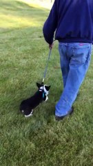 Hilarant : ce chien n'a vraiment aucune envie de se promener