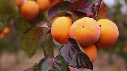 What Is a Persimmon and What Does It Taste Like?