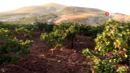 Fıstıkta rekolte kaybı yaşanıyor