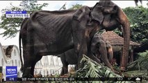 [이슈톡] 70년 노예의 삶…스리랑카 코끼리 숨져