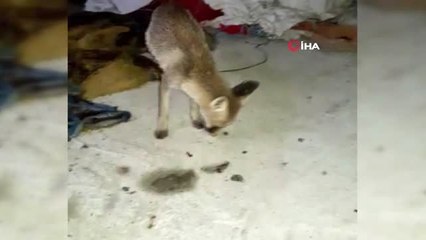 Balıkçı ile tilkinin dostluğu görenleri şaşırttı