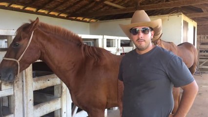 Como Saber a Idade do Cavalo Pelos Dentes?