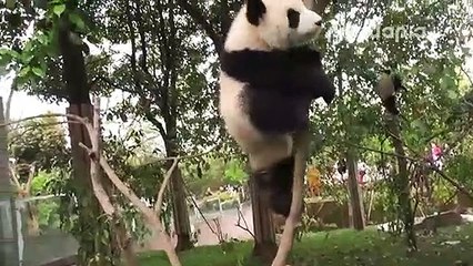 Panda vs zookeeper
