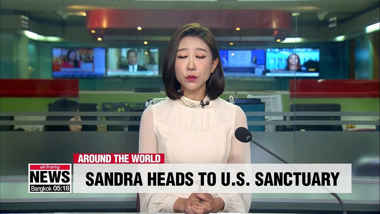 'Sandra' headed to U.S. great ape sanctuary