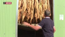 Périgord : l'unique usine de tabac en France vit ses derniers jours