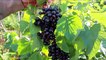 Blackcurrant|| the latest fad in food for skin, Hair and health ||Nuturemite English
