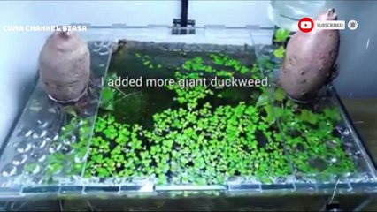 Bikin aquascape cantik
