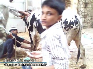 Qurbani Of Bull Part 1 | 2019 | Eid - e - Qurban