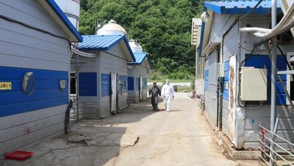 '돼지열병' 확진 7곳으로 늘어...이동중지명령 48시간 연장 / YTN