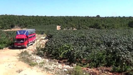 Çiftçinin yüzü kivi hasadıyla güldü
