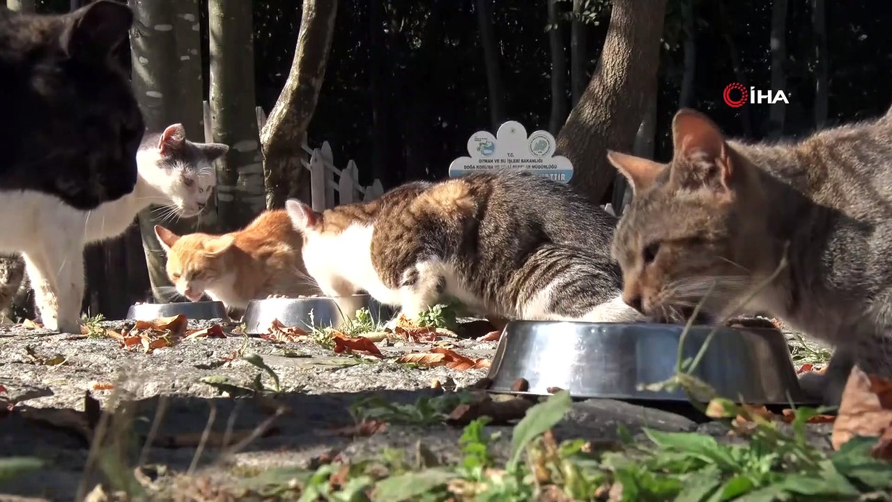 Türkiye�de ilk �Kedi ve Köpek Mama Üretim Tesisi� Dailymotion Video