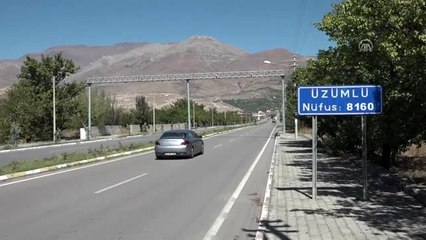 Üzümlü'nün bağlarında "Cimin üzümü" bereketi