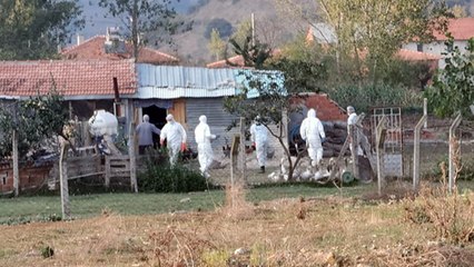 6 bin ölü tavuk bulundu! Nedeni ise...