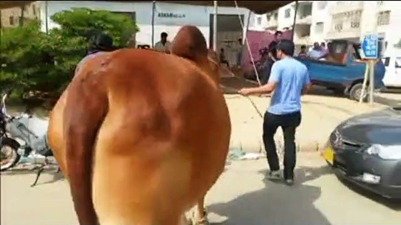 Qurbani Of Bull Part 1 | 2019 | Eid - e - Qurban