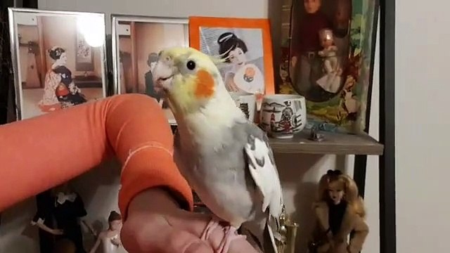 Regardez ce qu’il arrive à faire avec sa petite voix de perruche, c’est vraiment impressionnant :