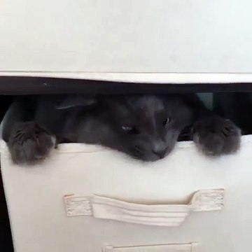Adepte du jeu, cache-cache, ce chat se faufile à l'intérieur d'un tiroir... Découvrez la suite !