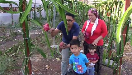 Ejder meyvesiyle tanıştı, kazancını katladı