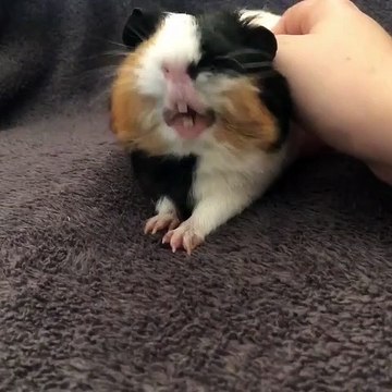 Adorable ! Un cochon d'Inde qui baille, voici ce que ça donne. Évitez de ne pas tomber dans un sommeil profond vous aussi !