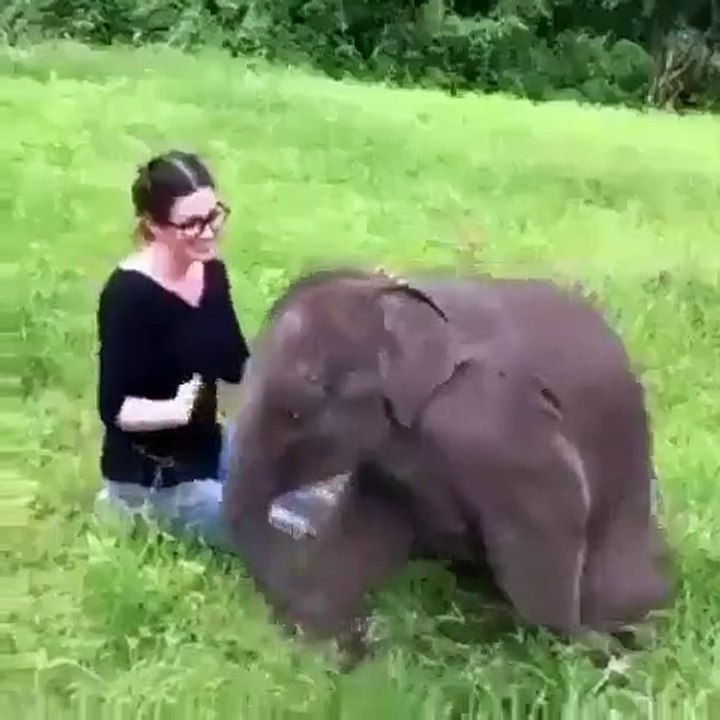 La vidéo la plus mignonne que vous verrez de toute la journée. Regardez cet adorable éléphant jouer et faire des câlins à cette dame