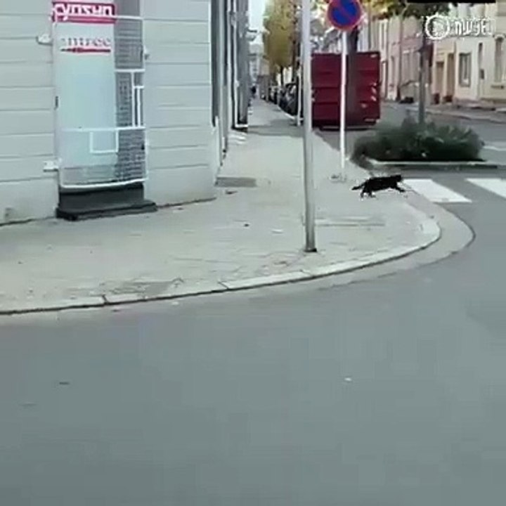 Quand vous pensez que c'est le chat qui chassait la souris mais qu'en réalité c'est tout à fait le contraire