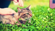 Studi: kucing punya keterikatan dengan manusia - TomoNews