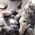 Cute ! 17 chatons trop irrésistibles qui vont vous donner envie de caresser votre écran