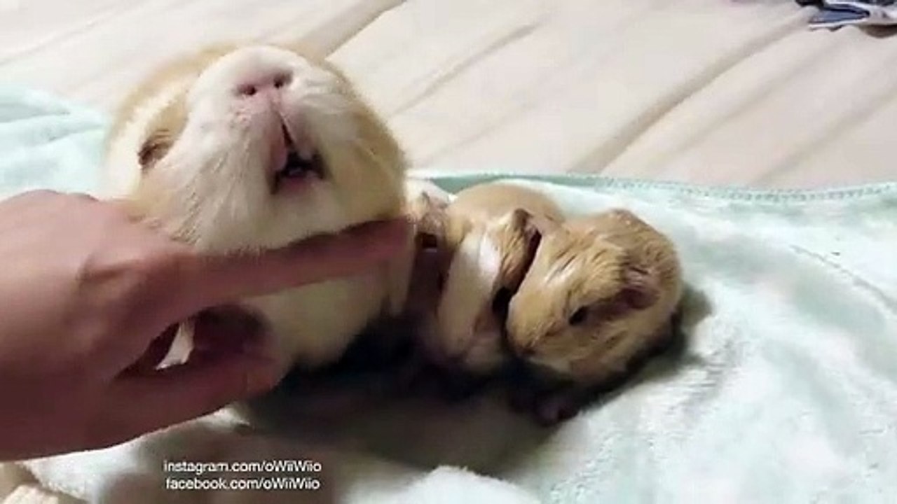 Moment de pur bonheur ! Ces cochons d'inde vont vous rendre heureux