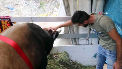 Artvin’in şampiyon boğaları Aydın'a doğru yola çıktı
