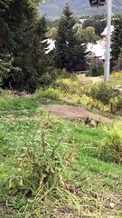 Mountain Bike Jumps Bear