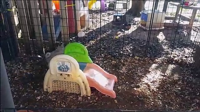 Shih Tzu vs Cairn Terrier - Pet Guide | Funny Pet Videos